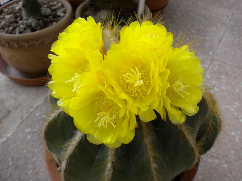 Parodia magnifica 