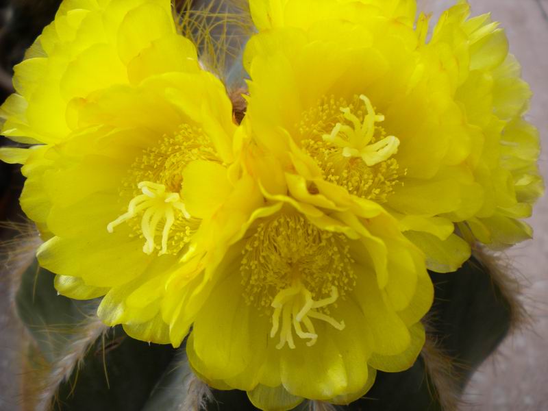 Parodia magnifica 