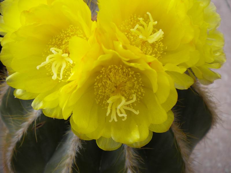 Parodia magnifica 