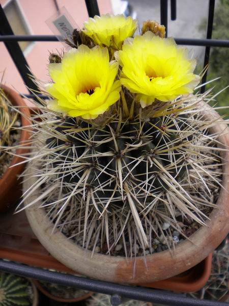 Parodia mammulosa 