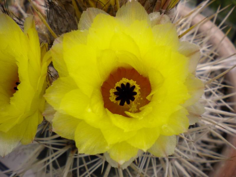 Parodia mammulosa 