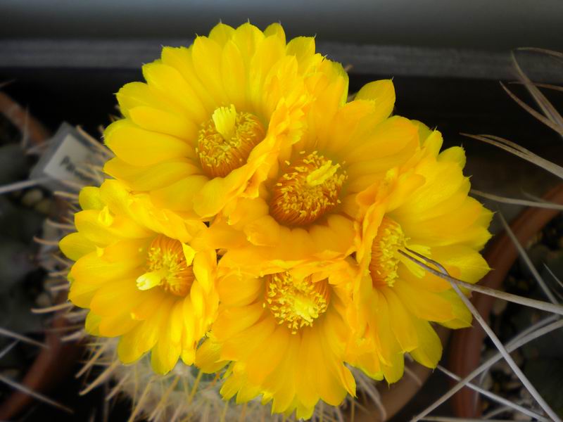 Parodia microsperma 