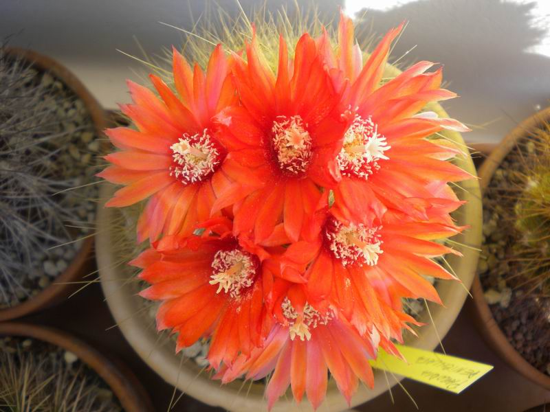 Parodia microsperma 