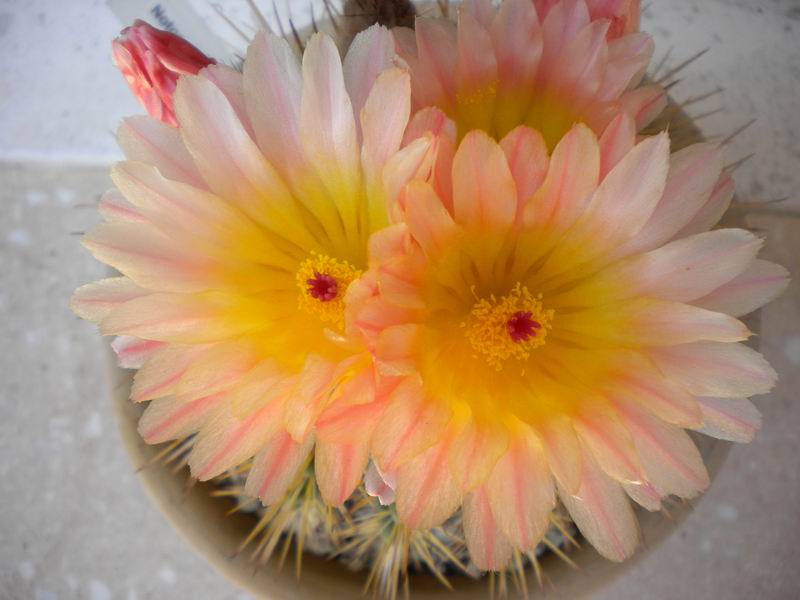 Parodia roseolutea 