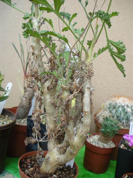 Pelargonium carnosum 