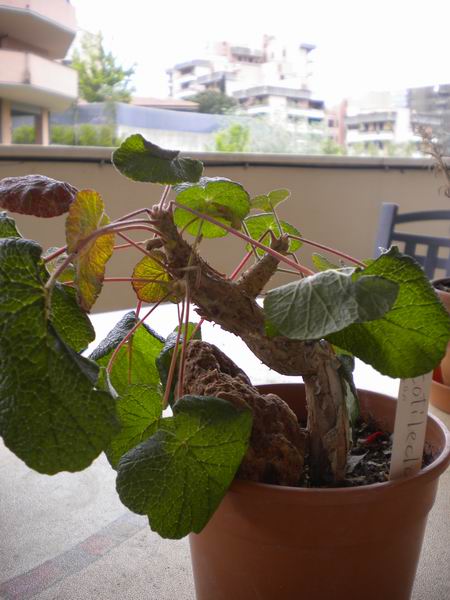 Pelargonium cotyledonis 