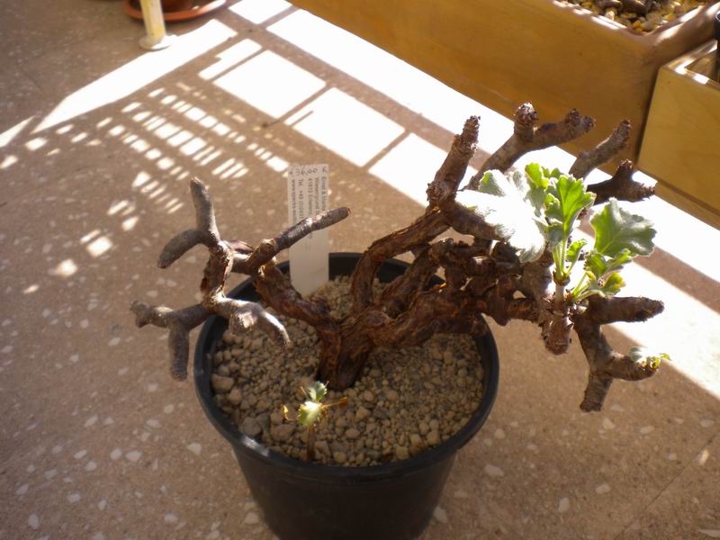 Pelargonium mirabile 