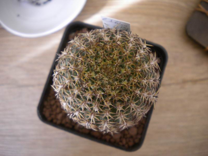Pygmaeocereus bieblii v. kuehhasii 