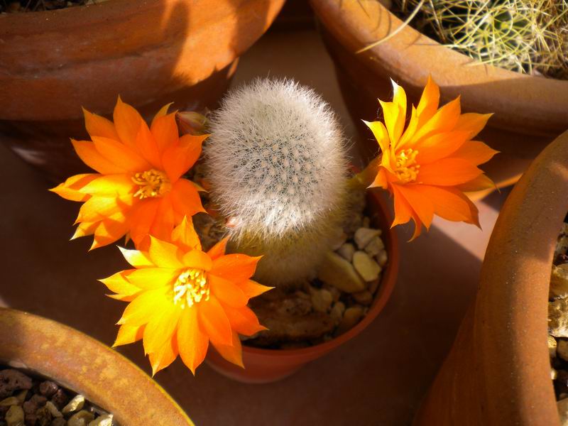 Rebutia muscula 