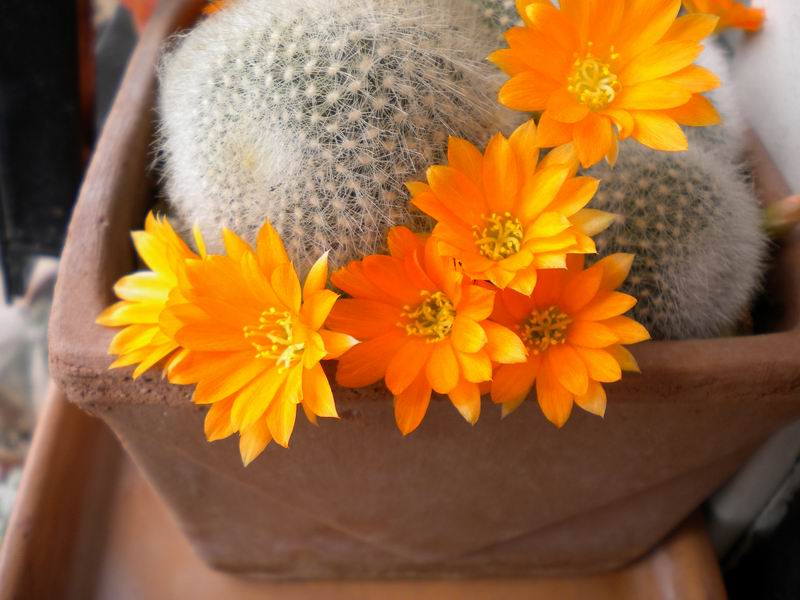 Rebutia muscula 