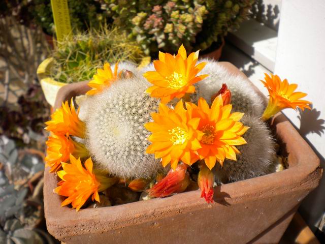 Rebutia muscula 