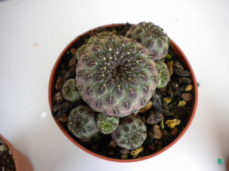 Rebutia canigueralii 