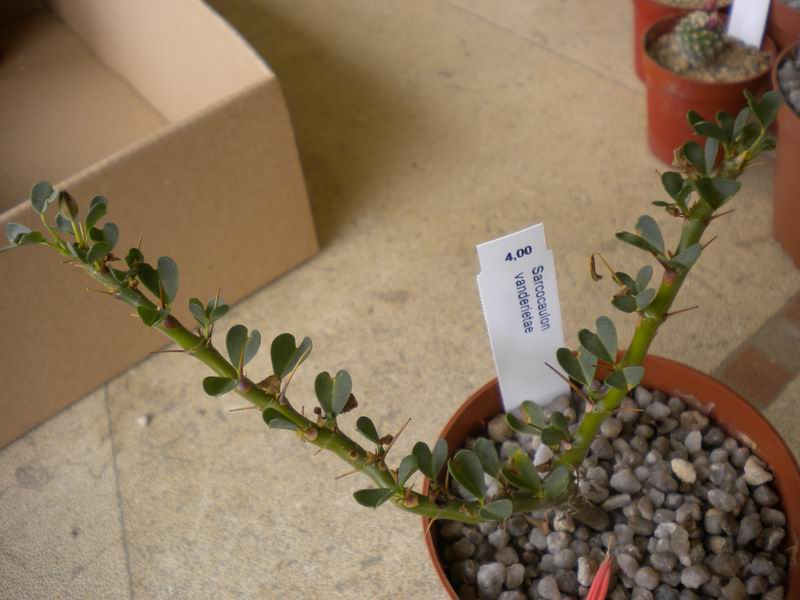Sarcocaulon vanderietiae 