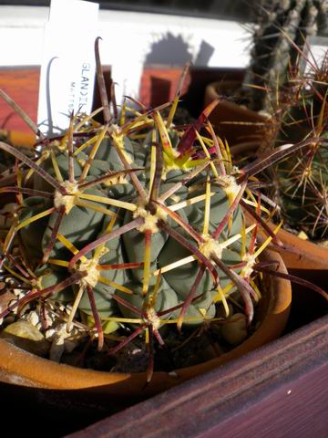 Sclerocactus uncinatus 