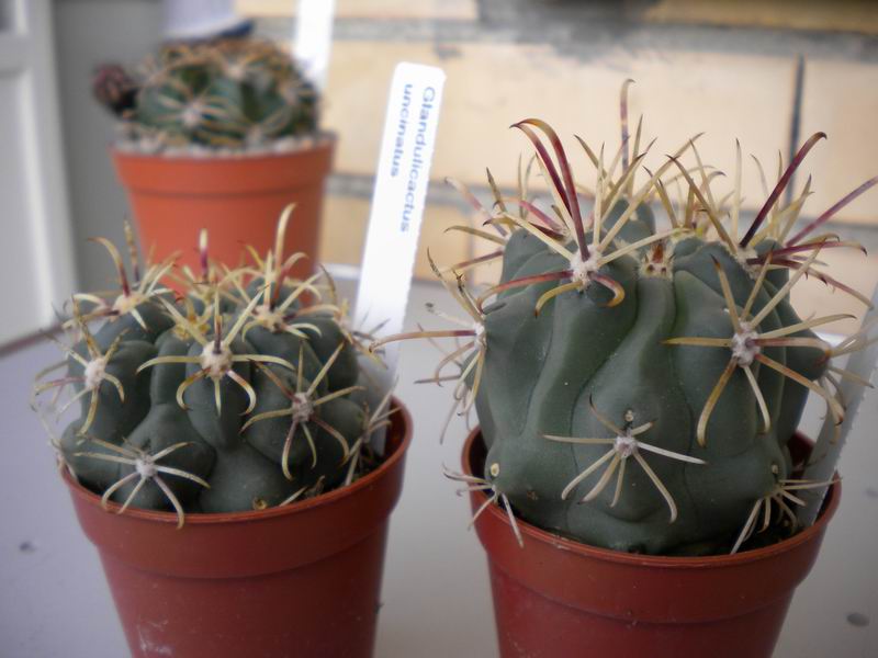 Sclerocactus uncinatus 