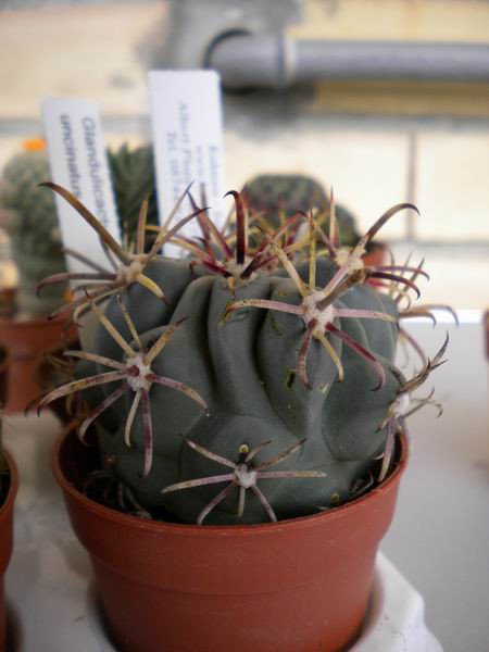 Sclerocactus uncinatus 