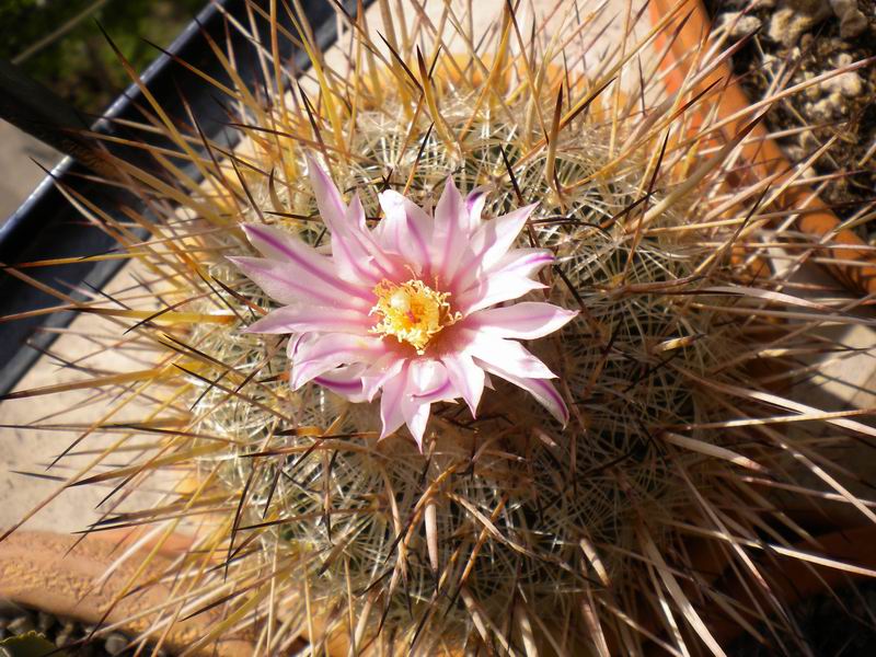 Stenocactus vaupelianus 