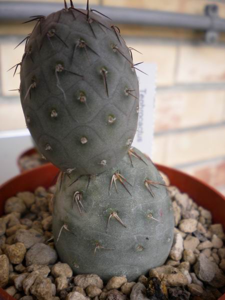 Tephrocactus geometricus 