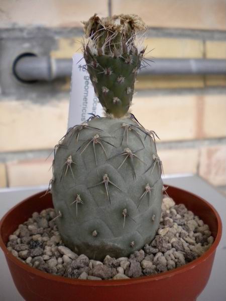 Tephrocactus geometricus 