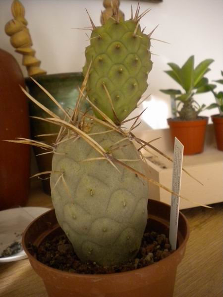 Tephrocactus aoracanthus 