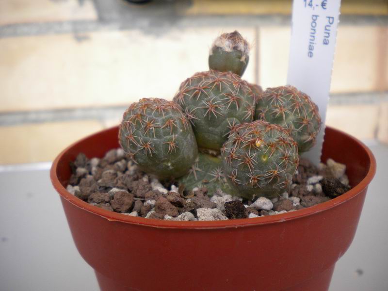 Tephrocactus bonnieae 