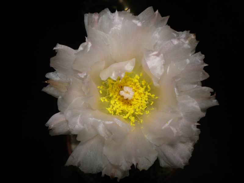 Tephrocactus geometricus 