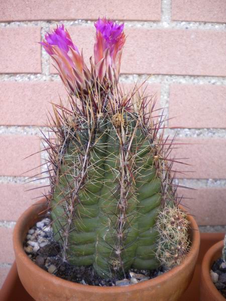 Thelocactus bicolor 