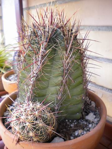 thelocactus bicolor 