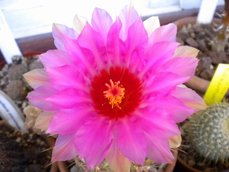 Thelocactus bicolor 