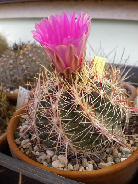 Thelocactus bicolor ssp. bolaensis 