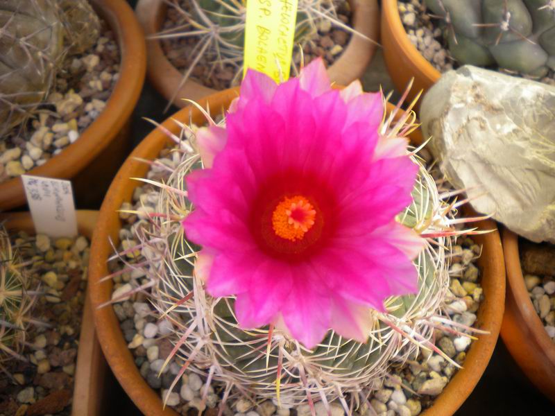 Thelocactus bicolor ssp. bolaensis 