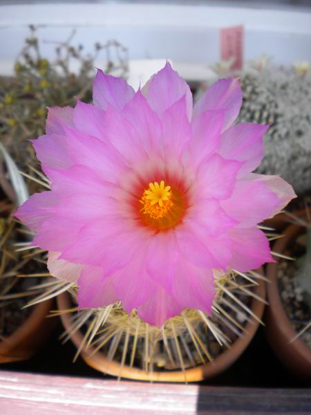 thelocactus bicolor v. wagnerianus