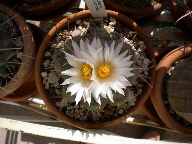 Thelocactus hexaedrophorus 