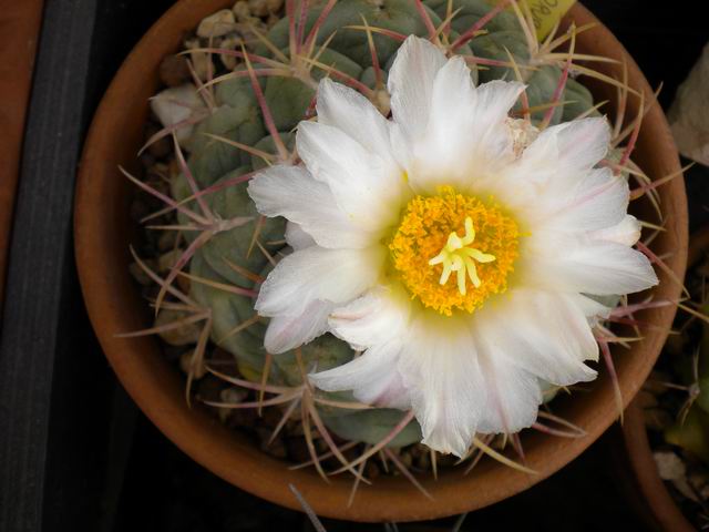 Thelocactus hexaedrophorus v. lloydii 