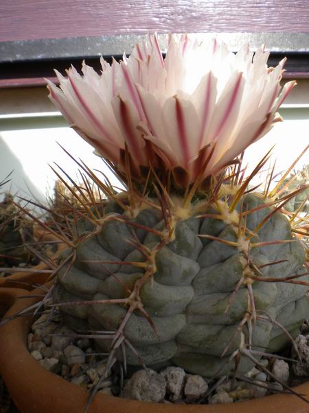 Thelocactus hexaedrophorus 