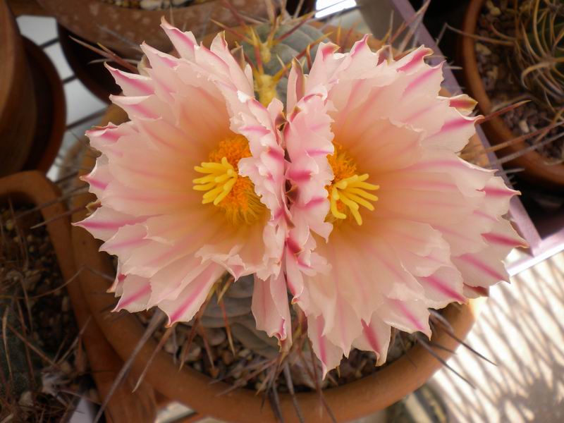 Thelocactus hexaedrophorus 