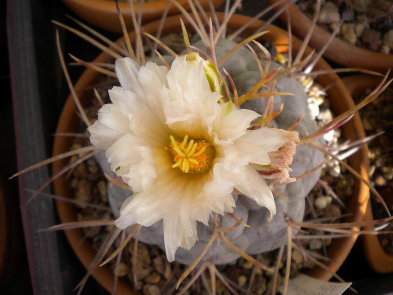 Thelocactus hexaedrophorus SB 291