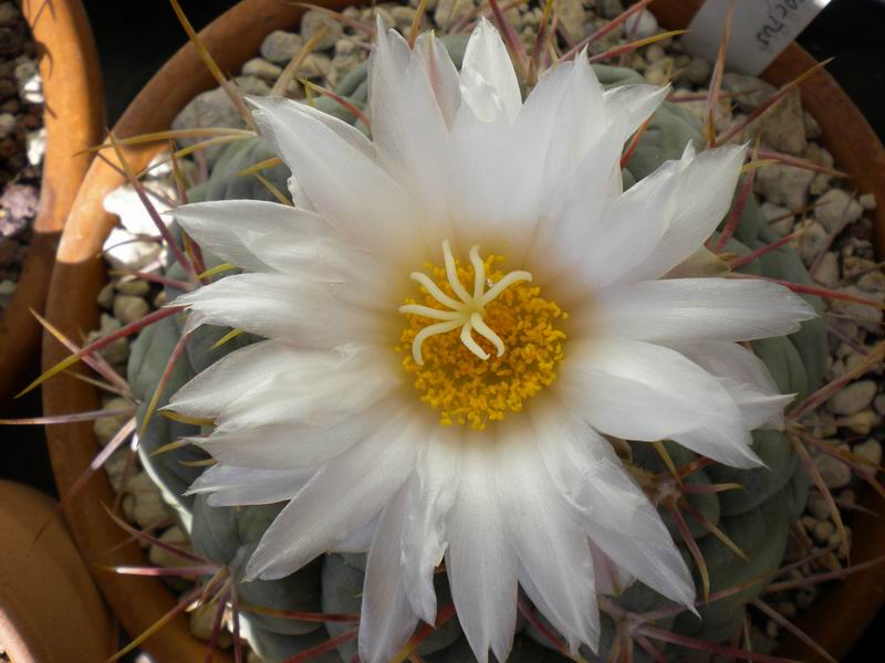 Thelocactus hexaedrophorus ssp. lloydii 