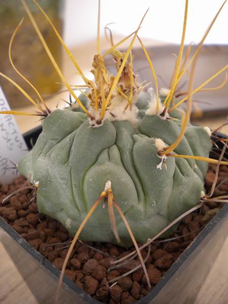 Thelocactus rinconensis cv. jaroslav zwak 