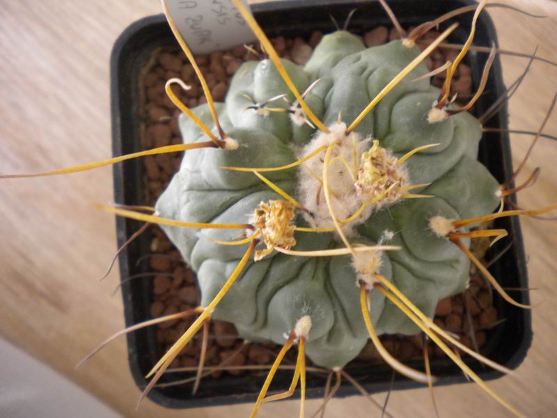 Thelocactus rinconensis cv. jaroslav zwak 