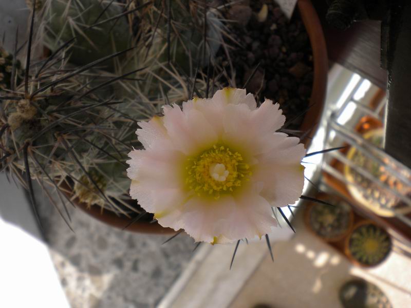 Tephrocactus alexanderi 