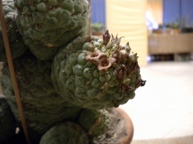 Trichocaulon cactiforme 