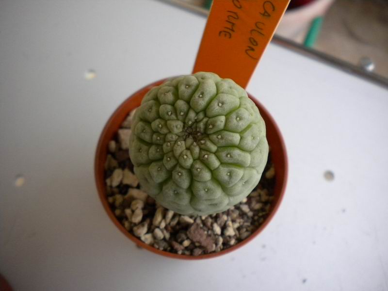 Trichocaulon cactiforme 