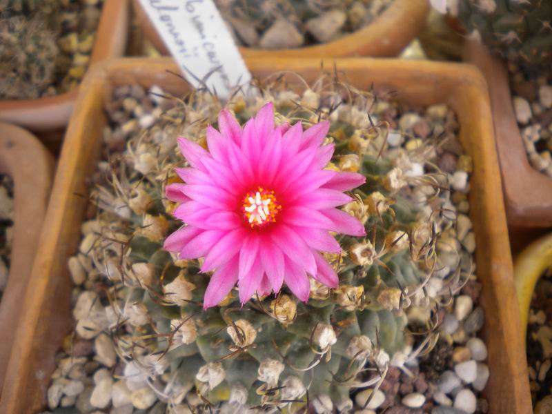 Turbinicarpus alonsoi 