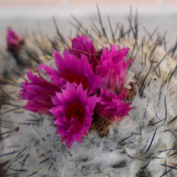 Turbinicarpus viereckii 