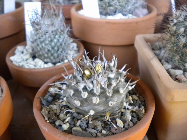 turbinicarpus  