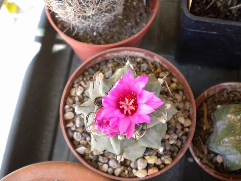 Turbinicarpus alonsoi 