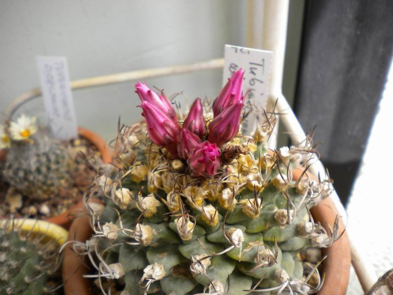 Turbinicarpus alonsoi 