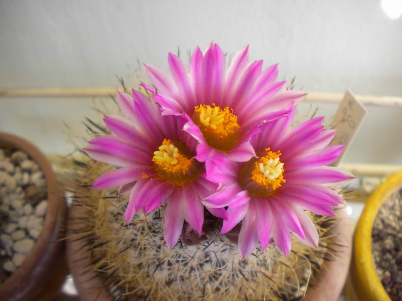 Turbinicarpus mandragora ssp. beguinii 