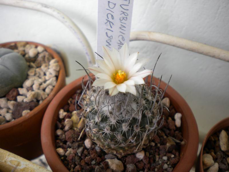 Turbinicarpus dickisoniae 